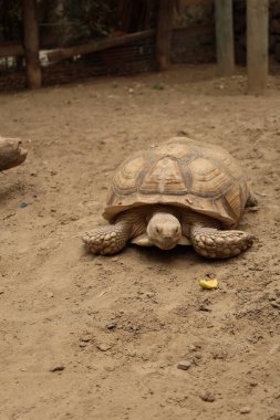 Büyük kum kaplumbağası. Sürüngen, kumlu