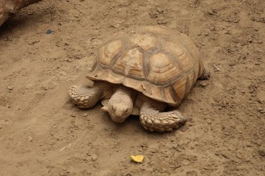 Büyük kum kaplumbağası. Sürüngen, kumlu
