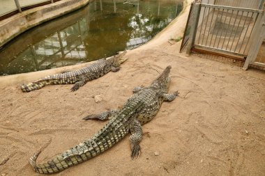 Timsahların kumlu kaplaması. Yüksek kalite fotoğraf