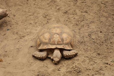 Büyük kum kaplumbağası. Sürüngen, kumlu