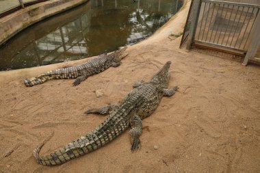 Timsahların kumlu kaplaması. Yüksek kalite fotoğraf