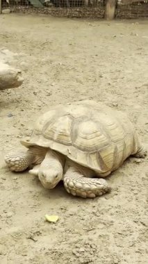 Büyük kum kaplumbağası. Sürüngen, kumlu