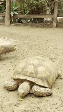 Dev kaplumbağalar için kum kabuğu. Yüksek kaliteli FullHD görüntüler