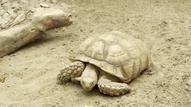 Dev kaplumbağalar için kum kabuğu. Yüksek kaliteli FullHD görüntüler