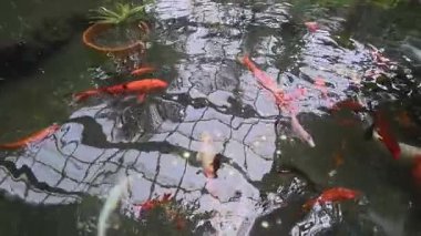Renkli koi havuzu. Dekoratif balık havuzu.