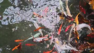 Renkli koi havuzu. Dekoratif balık havuzu.