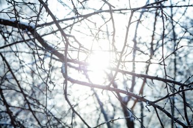 bare tree branches illuminated by the bright sun shining through them. The sun creates a glowing, radiant center in the image, while the crisscrossing branches frame the light source. clipart