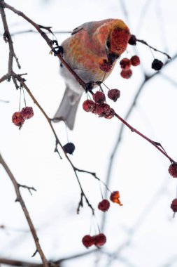 a close-up shot of a colorful bird perched on a branch. The bird, possibly a crossbill (due to the shape of its beak and coloration), has a mix of orange, red, and yellow feathers on its body, with a lighter greyish underbelly. clipart