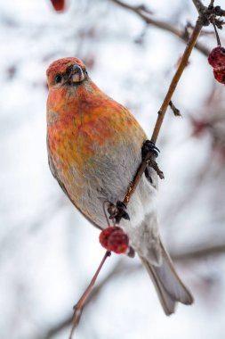 a close-up shot of a colorful bird perched on a branch. The bird, possibly a crossbill (due to the shape of its beak and coloration), has a mix of orange, red, and yellow feathers on its body, with a lighter greyish underbelly. clipart