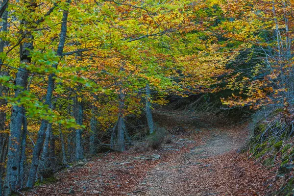 Sonbahar yaprakları ile kaplı bir orman yolu, canlı turuncu, sarı ve yeşil yapraklar yol üzerinde kemer, huzurlu ve manzaralı bir yürüyüş oluşturur ormanda