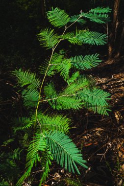 A young acacia tree or similar plant with delicate, feathery green leaves stands out against a darker background of forest floor