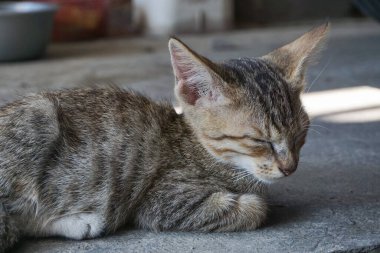 Uykulu tekir kedicik dışarıda dinleniyor.