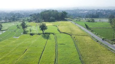 Pirinç tarlalarının ileriye dönük ileri doğru hareketli İHA videosu.