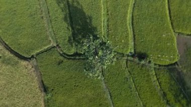 Pirinç tarlalarının kamera aşağı doğru dönük ve yukarı doğru hareketlerini gösteren drone videosu