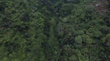 Kuru bir nehir ve yemyeşil ağaçları olan bir ormanın insansız hava aracı videosu, insansız hava aracı ileriye bakıyor ve kamera ileriye bakıyor.
