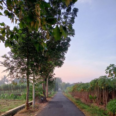 Huzurlu köy yolu Şafakta yemyeşil ağaçlarla kaplı. 