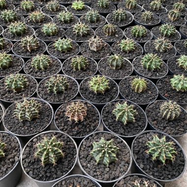 Küçük Kaktüslerin Sıraları Topraktaki Siyah Tencerelerde Bitkiler.