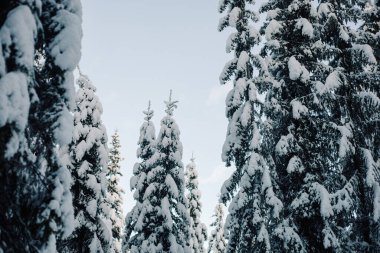 Uzun karla kaplı çam ağaçları açık mavi kış gökyüzüne doğru uzanıyor..