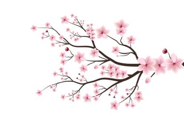 Sakura çiçekli kiraz çiçeği dalı. Beyaz arka planda pembe sakura çiçeği. Kiraz çiçeği kiraz tomurcuğu.