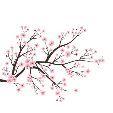 Beyaz arka planda kiraz çiçeği. Kiraz ağacı bahar çiçeği arka planda. Beyaz arka planda Sakura. Elementler beyaz arka planda izole edilir. Sakura çiçekli kiraz çiçeği dalı.