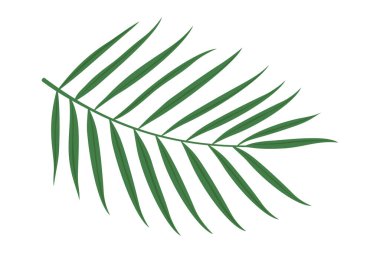 Uzun, ince yapraklı gür bir palmiye yaprağı canlı yeşil bir renk sergiler. Karmaşık deseni tropikal ortamları yansıtıyor, rahatlama ve doğanın güzelliğini çağrıştırıyor..