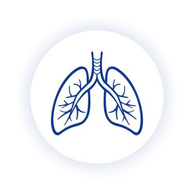 İnsan akciğerlerinin detaylı bir temsili. Tıbbi bilgiler, sunumlar ve eğitim materyalleri için ideal. Temiz ve kusursuz tasarım.