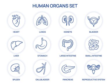 İnsan İç Organı Simgeleri Ayarlandı. Vektör illüstrasyonu