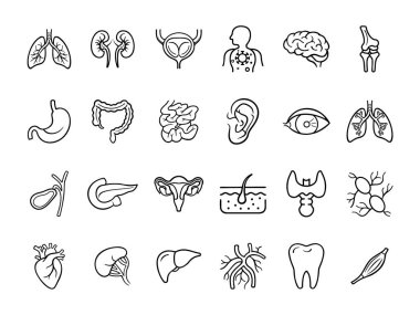 İnsan organlarının 24 vektör simgesinden oluşan bir set. Tıp ve eğitim projeleri için tasarlanmış minimalist tarzda vektör simgeleri.