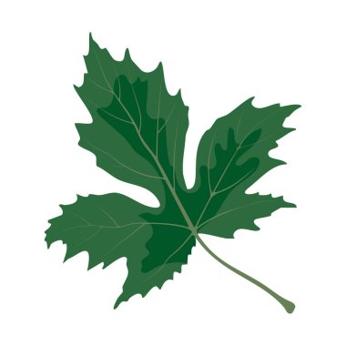 Canlı yeşil bir akçaağaç yaprağı eşsiz şeklini ve zengin dokusunu sergiler. Yaprak, tırtıklı kenarlar ve akçaağaç türlerinde görülen belirgin bir damar yapısına sahiptir. Düz bir arkaplanda sunuluyor, karmaşık ayrıntılar ve gölgeler sunuluyor. 