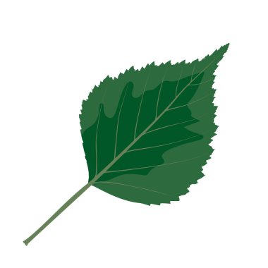 Tek bir yeşil yaprak, karmaşık damar desenleri ve zengin yeşil renkleri üzerine odaklanarak sergilenir. Yaprak, doğal ışığı yansıtan tırtıklı kenarlara ve pürüzsüz bir yüzeye sahiptir. Sade bir arkaplanda konumlandırılmış, ayrıntıları vurgulanmış, EMP