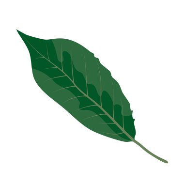 Büyük yeşil bir yaprak düz bir arkaplana karşı sergilenir, pürüzsüz dokusunu ve canlı rengini vurgular. Yaprak, sapından kenarlarına kadar uzanan ve sağlıklı görünümünü gösteren ayrıntılı damarlara sahiptir. Bu doğal numune bana...