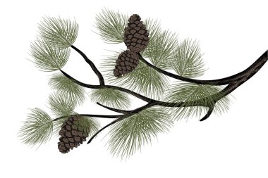 Doğal Güzellik ve Dokuları Gösteren Bir Çam Dalının Detaylı Vektör İllüstrasyonu. Vektör illüstrasyonu