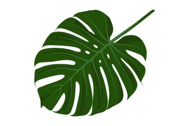 Canavar yaprağının ikonik şeklini ve dokusunu gösteren detaylı bir çizimi. Canlı yeşil renk bu tropikal bitkinin doğal güzelliğini vurgular. Botanik meraklıları için mükemmel