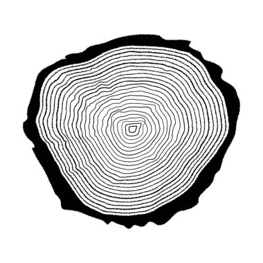 Ayırt edici büyüme halkaları ağacın yaşını gösteriyor, gövdeyi kesme sürecini gösteriyor. Her halka, ağacın büyüme koşulları hakkında bir hikaye anlatıyor.
