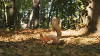 Yumuşak bir sincap fındığı güneşli bir sonbahar ormanına gömer. 