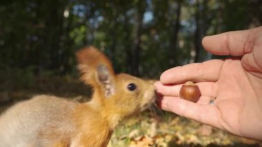 Tüylü bir sincap sonbahar ormanında bir adamın elinden fındık alır. 