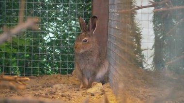 Kahverengi bir tavşan kafeste oturuyor, Vahşi Yaşam Rehabilitasyon Merkezi 'nde bazen kulaklarını ve burnunu seğiriyor.