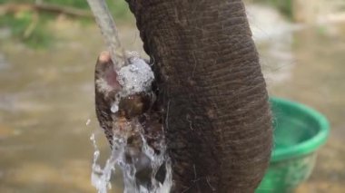 Bir fil hortumdan su içer, hortumunu doldurur ve Hindistan 'ın Jaipur kentindeki bir fil barınağında ağzına sıkar.