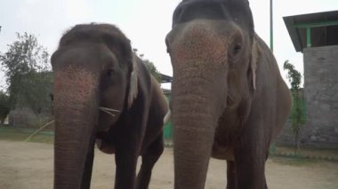 Hindistan 'ın Jaipur kentindeki bir fil barınağında iki fil çimenli bir alanda etkileşime girer, hareket eder, ot yer ve hortumlara dokunur.