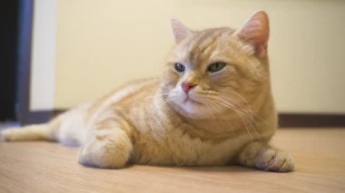 Gevşemiş turuncu tekir İskoç metis kedisi sıcak, yumuşak bir ışıltıyla ahşap zeminde dinleniyor.