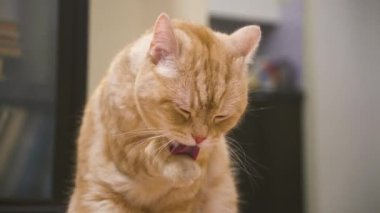 Kızıl İskoç metis kedisi kendini tımar ediyor. Pençesini yalıyor ve tahta bir zeminde otururken yüzünü ve kulaklarını temizliyor.