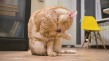 Turuncu ve beyaz önlüklü İskoç metis kedisi kendini tımar ediyor. Ön patisini yalıyor, sonra yüzünü, kulaklarını, boynunu, sırtını ve kuyruğunu.. 