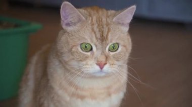  Altın renkli yeşil gözlü İskoç Shorthair kedisi sakince bir halının üzerinde oturur, doğrudan kameraya bakar, ara sıra göz kırpar ve kulaklarını oynatır.. 