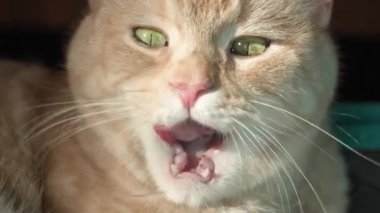 Yeşil gözlü turuncu tekir kedi, kabin büyüklüğünde bir valizde yatıyor, bir tatil gezisi için bekliyor, yakın plan ağızlık. 