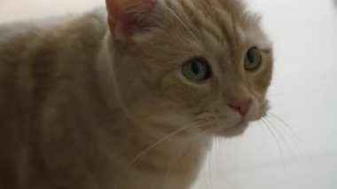 Yeşil gözlü turuncu tekir kedi hayal kırıklığı içinde sahibine bakıyor. 