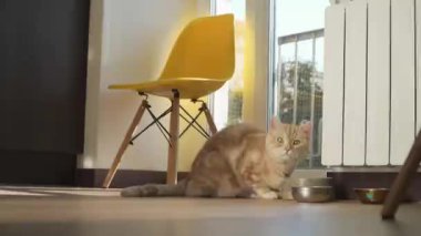 Balkon kapısının yanındaki güneşli odada yeşil gözlü turuncu tekir kedi su içmeyi bırakıp kameranın önünden geçiyor. 