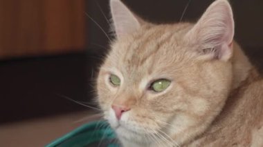 Tatmin olmuş turuncu tekir kedisi yeşil gözlü kabin büyüklüğünde bir valizde dinleniyor ve yakın plan bir tatil gezisini bekliyor. 