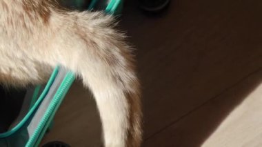 Yeşil gözlü turuncu tekir kedi, açık mavi kabin büyüklüğünde bir bavula rahatça uzanır kuyruğunu sallar ve yukarıdan yakın çekim görüntüsü için bir tatil gezisi bekler. 