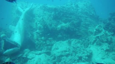 Batık eserler, Mısır 'da Kızıldeniz 1' deki bir turist denizaltısının lombozundan çekildi. 
