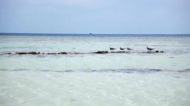Kızıl Deniz 'in kıyısındaki kayalıklardaki kara martılar, Mısır 